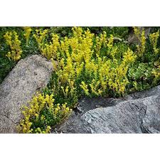 Attēlu rezultāti vaicājumam “Sedum sexangulare”