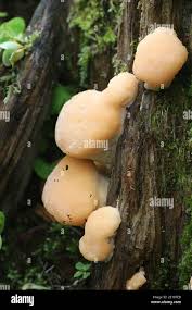 Attēlu rezultāti vaicājumam “Climacocystis borealis”