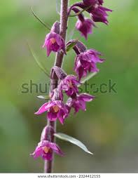 Attēlu rezultāti vaicājumam “Epipactis atrorubens”