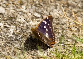 Attēlu rezultāti vaicājumam “Apatura ilia male”