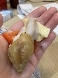 Attēlu rezultāti vaicājumam “Fulica atra eggs”