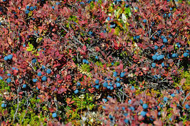 Attēlu rezultāti vaicājumam “Vaccinium angustifolium”