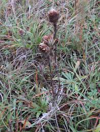 Attēlu rezultāti vaicājumam “Carlina biebersteinii fruit”