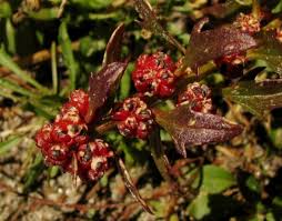 Attēlu rezultāti vaicājumam “Chenopodium foliosum”