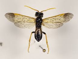 Attēlu rezultāti vaicājumam “Tenthredo mandibularis”