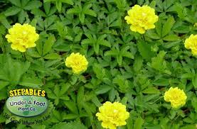 Attēlu rezultāti vaicājumam “Potentilla reptans”