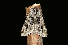 Attēlu rezultāti vaicājumam “Brachionycha nubeculosa”