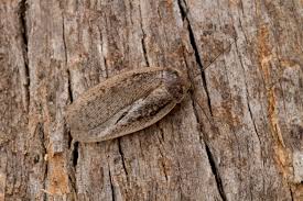 Attēlu rezultāti vaicājumam “Lophozia laxa macro”