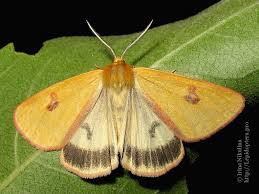 Attēlu rezultāti vaicājumam “Diacrisia sannio male”