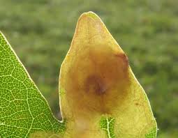 Attēlu rezultāti vaicājumam “Tischeria ekebladella”