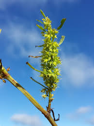 Attēlu rezultāti vaicājumam “Rumex maritimus leaf”