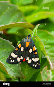 Attēlu rezultāti vaicājumam “Callimorpha dominula imago”