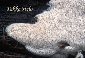 Attēlu rezultāti vaicājumam “Antrodia pulvinascens”