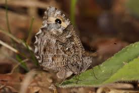 Attēlu rezultāti vaicājumam “Hipparchia semele”