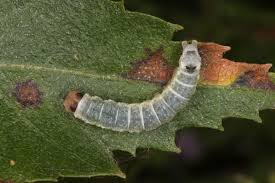 Attēlu rezultāti vaicājumam “Tetheella fluctuosa”