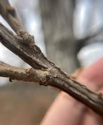 Attēlu rezultāti vaicājumam “Frangula alnus bud”