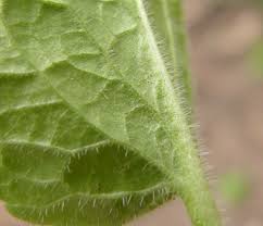 Attēlu rezultāti vaicājumam “Viola hirta leaf”