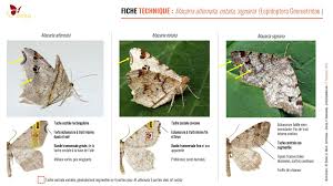 Attēlu rezultāti vaicājumam “Macaria signaria”