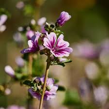 Image result for Malva sylvestris