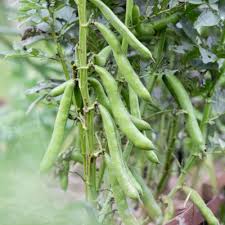 Afbeeldingsresultaat voor slim jim eggplant