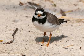 Attēlu rezultāti vaicājumam “Charadrius hiaticula”