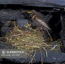 Image result for Turdus torquatus