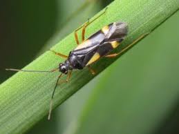 Attēlu rezultāti vaicājumam “Dryophilocoris flavoquadrimaculatus”