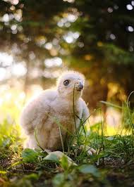 Attēlu rezultāti vaicājumam “Accipiter gentilis nest”