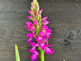 Attēlu rezultāti vaicājumam “Dactylorhiza incarnata flower”
