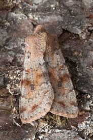 Attēlu rezultāti vaicājumam “Orthosia incerta”