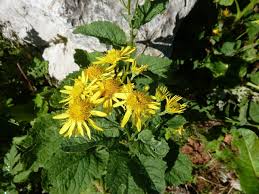 Attēlu rezultāti vaicājumam “Aphis jacobaeae”