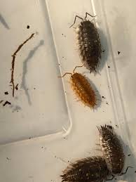 Attēlu rezultāti vaicājumam “Oniscus asellus”