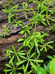 Image result for Galium aparine