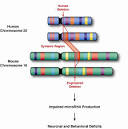 Scientists Dig Deeper into the Genetics of Schizophrenia by ...