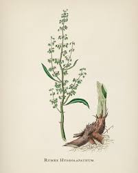 Attēlu rezultāti vaicājumam “Rumex hydrolapathum”