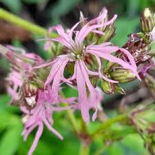 Attēlu rezultāti vaicājumam “Lychnis flos-cuculi fruit”