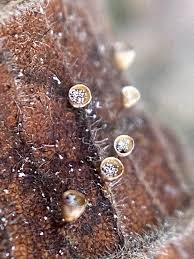 Attēlu rezultāti vaicājumam “Cribraria violacea stalked”