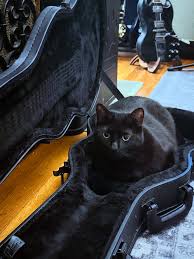 Image result for Cat sleeping in guitar