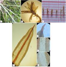 Attēlu rezultāti vaicājumam “Tortula muralis sporophyte”