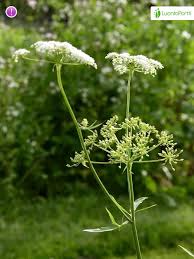 Attēlu rezultāti vaicājumam “Sium latifolium fruit”