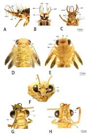 Attēlu rezultāti vaicājumam “Chrysopa”