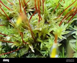 Attēlu rezultāti vaicājumam “Barbula unguiculata macro”