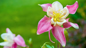 Image result for Akelei