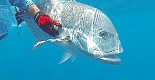 Image result for Caranx ignobilis