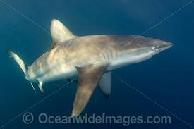 Image result for Carcharhinus brachyurus
