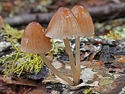 Attēlu rezultāti vaicājumam “Mycena purpureofusca”