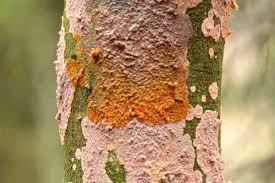 Attēlu rezultāti vaicājumam “Phlebia radiata”