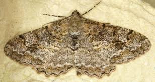 Attēlu rezultāti vaicājumam “Alcis repandata”