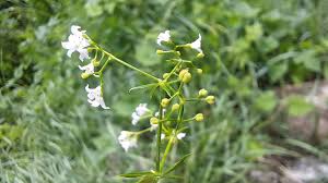 Attēlu rezultāti vaicājumam “Galium rivale”