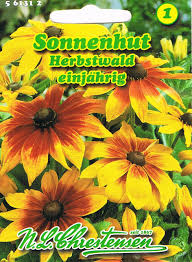 Attēlu rezultāti vaicājumam “Rudbeckia hirta var. pulcherrima”